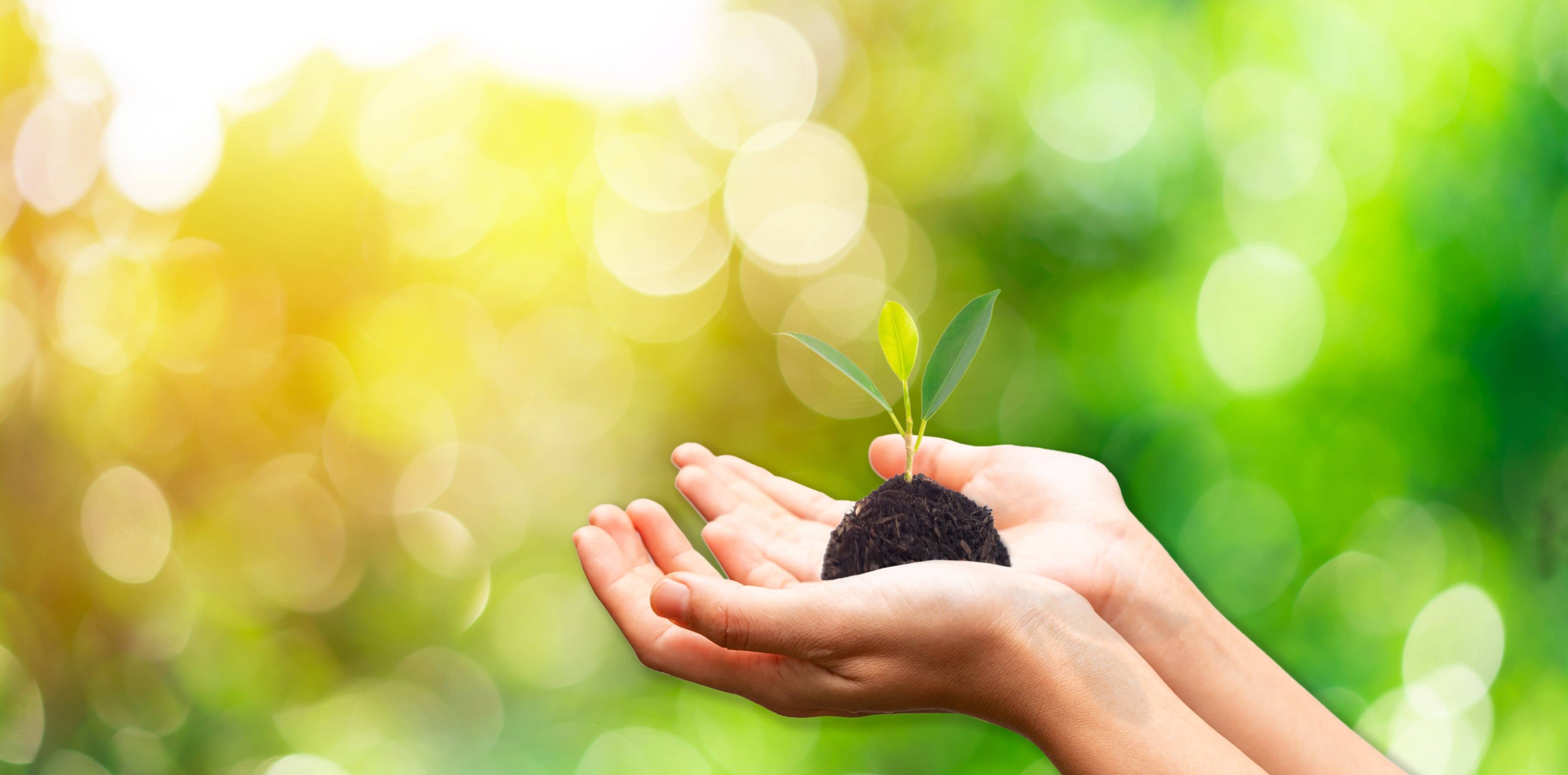 Hand holding young plant against green nature leaves background, Ecology and Environment concept