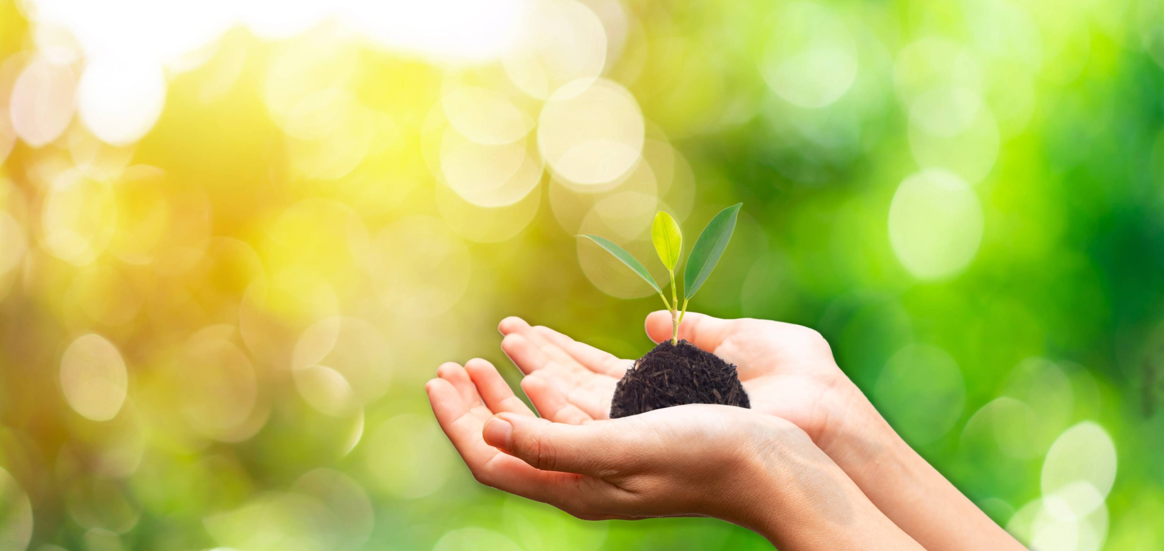 Hand holding young plant against green nature leaves background, Ecology and Environment concept